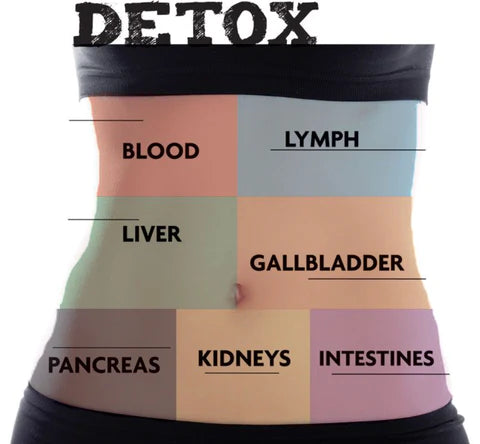 Intervallfasten Detox: Die Wissenschaft des Entgiftens und Reinigens deines Körpers